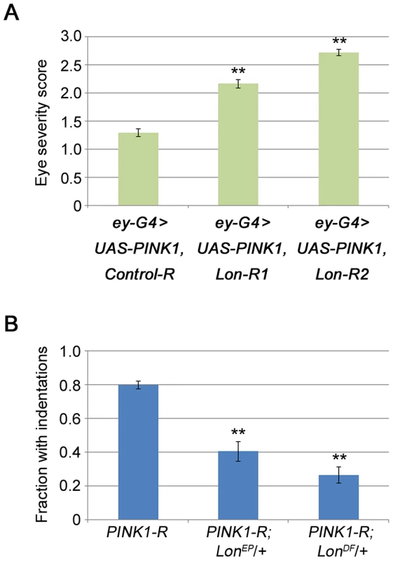 Lon deficiency stimulates PINK1 activity <i>in vivo</i>.