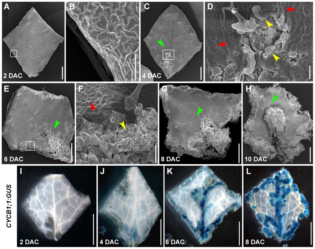 The leaf-to-callus transition process could be divided into pre-2 DAC and post-2 DAC stages based on the status of cell proliferation.