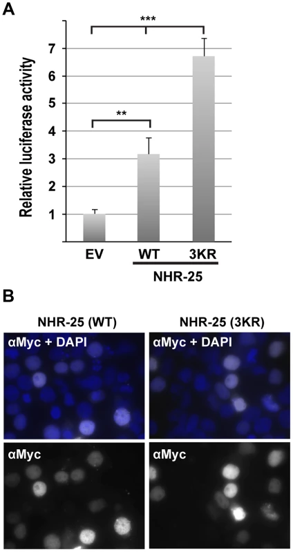 NHR-25(3KR) displays elevated activity in heterologous reporter assays.