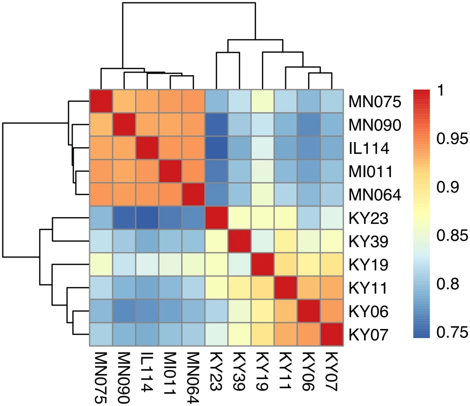 Hierarchical clustering of gene expression in WNS-affected and unaffected bats.