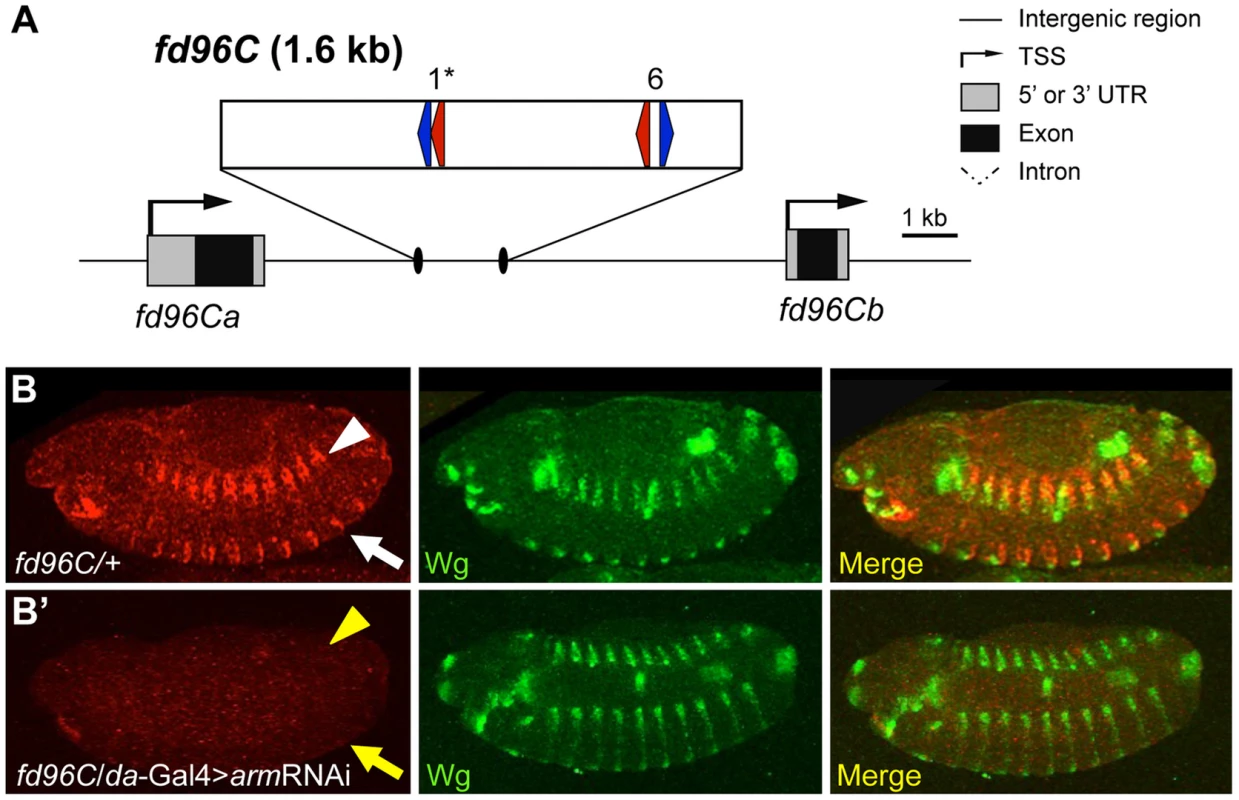 Computationally identified W-CRM in the <i>fd96C</i> locus.