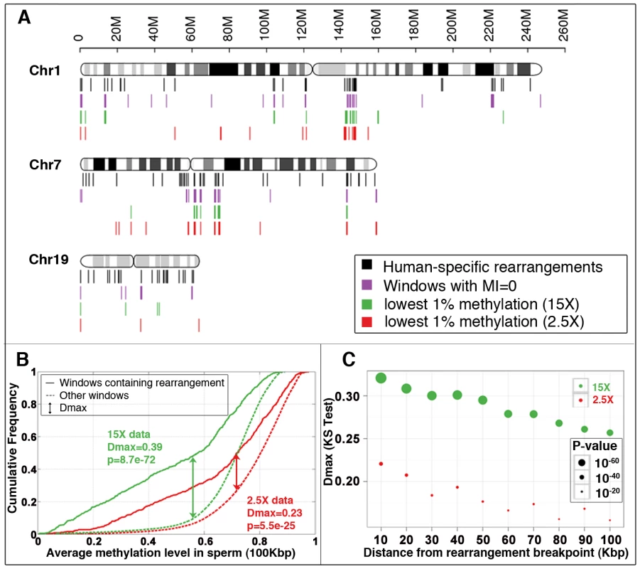 Association between methylation deserts and human-specific structural rearrangements.