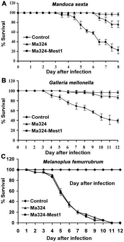 Pathogenicity of <i>Metarhizium acridum</i> strains.
