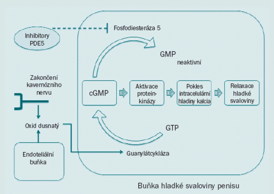 Schéma zobrazuje dráhu oxidu dusnatého vedoucí k dilataci hladké svaloviny, což způsobuje erekci penisu. Inhibitory fosfodiesterázy 5 vyvolávají erekci zvyšováním hladiny cGMP.