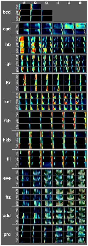 Average gene expression patterns for 13 AP patterning genes in <i>D. melanogaster</i>, <i>D. yakuba</i>, and <i>D. pseudoobscura</i> are qualitatively similar.