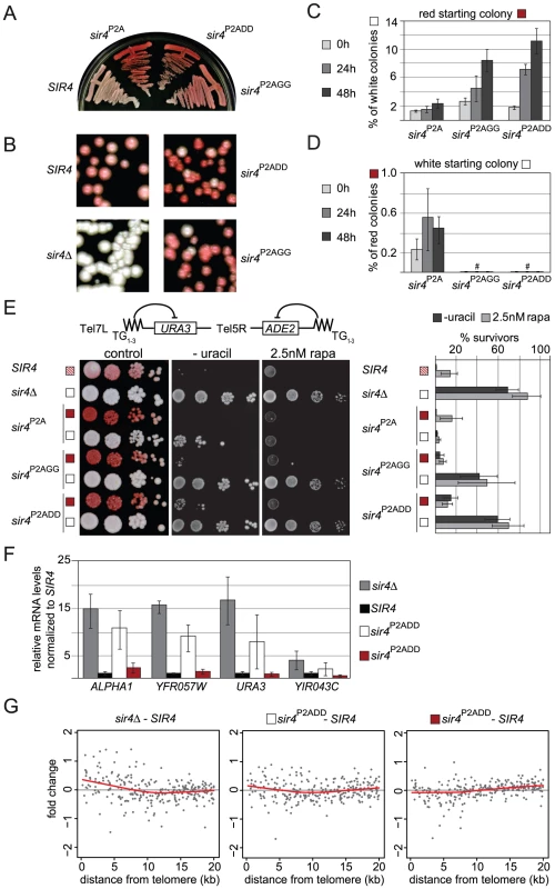 Sir4N phosphoacceptor site mutants show increased accumulation of active states and overall derepression of TPE.