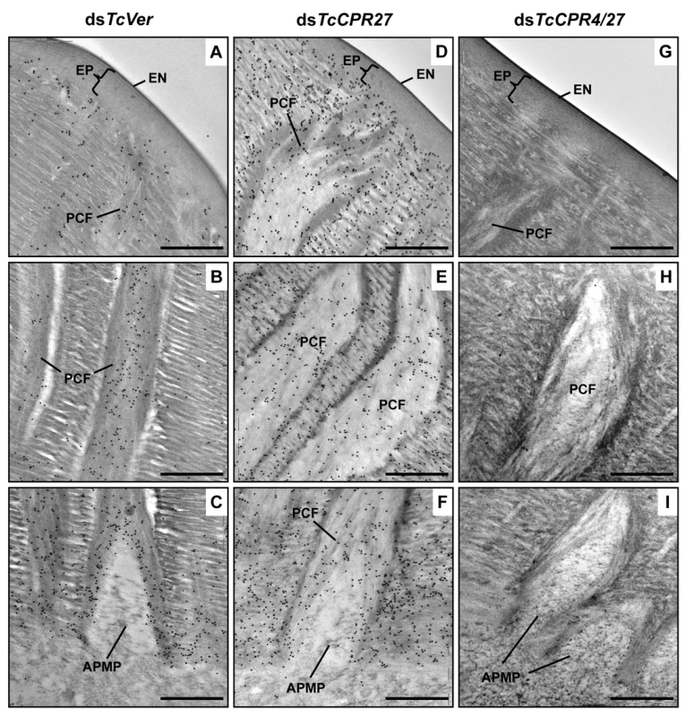 Localization of TcCPR4 protein in elytral cuticle from TcCPR27-deficient insects.