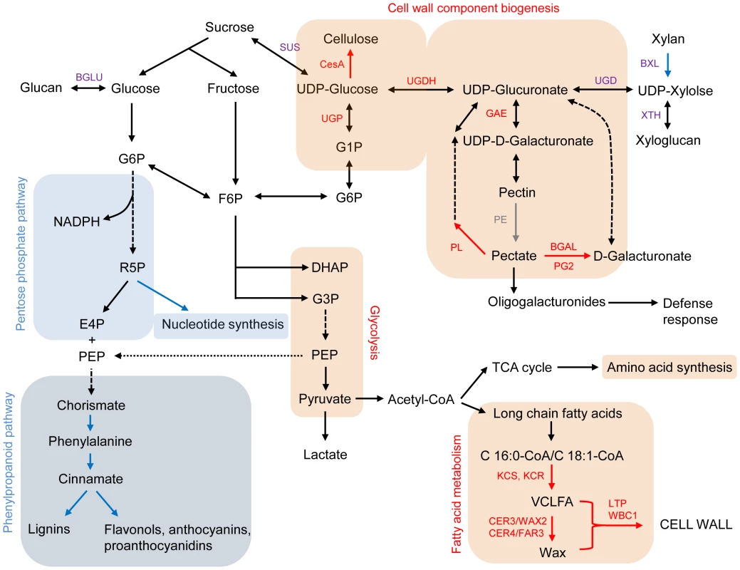 Carbohydrate and fatty acid metabolisms, focusing on cell wall biosynthesis <em class="ref">[68]</em>–<em class="ref">[70]</em>.