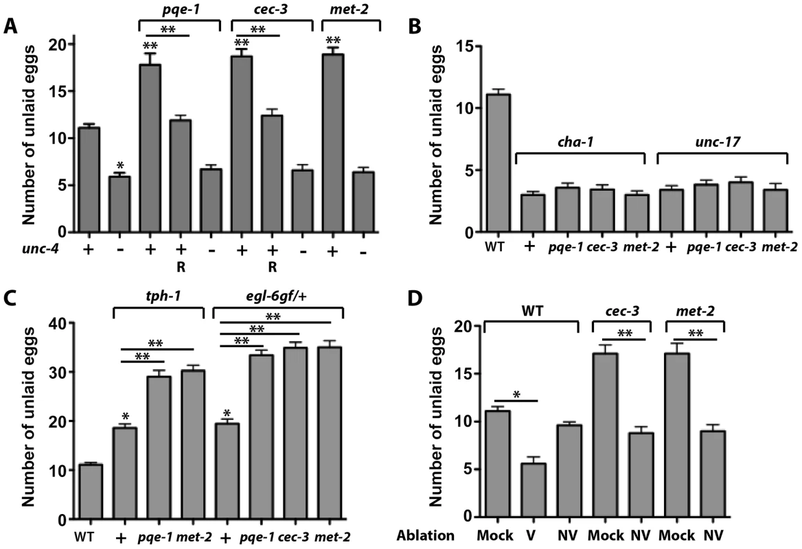 More eggs are retained by animals expressing <i>unc-4</i> in all VC neurons.
