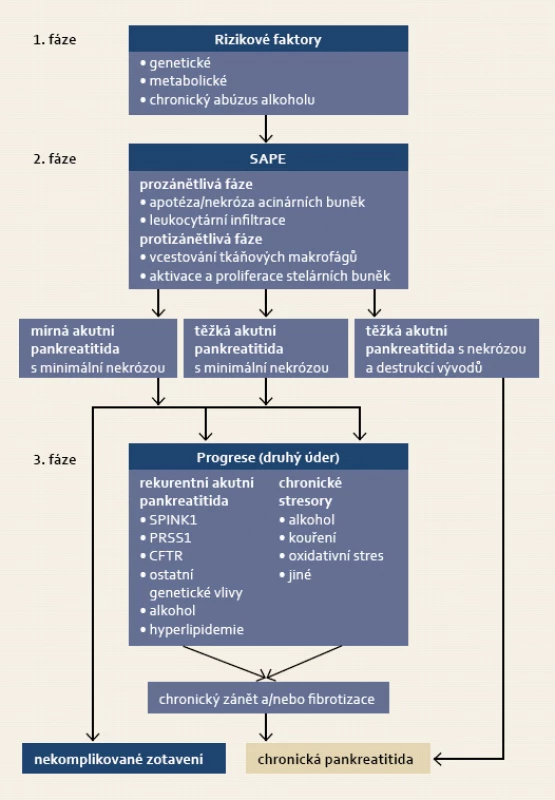 SAPE hypotéza – schéma. Modifikováno dle Yadav et al [102].
V první fázi je histologické vzezření pankreatu normální, i když je jedinec vystaven metabolickému či oxidativnímu stresu nebo je nositelem genetického rizika. Prvním úderem je inzult pan­kreatu, který vede k akutní pankreatitidě (sentinel event). Prozánětlivá fáze vyústí v infiltraci parenchymu imunokompetentními buňkami a zánětlivé poškození tkáně. Druhé stadium končí fází protizánětlivé odpovědi, která je asociována s aktivací a proliferací pankreatických stelárních buněk. Ve většině případů pak dochází ke klinickému zotavení slinivky. V případě, že dojde k rekurentní atace akutní pankreatitidy, nebo v případě predispozice jedince k indukci chronického stresu acinárních buněk (druhý úder), dochází k chronickému zánětu a progresivní fibrotizaci, jež klinicky rozeznáváme jako chronickou pankreatitidu. K rozvoji chronické pankreatitidy může dojít i přímo (bez druhého úderu), v podmínkách extenzivní pankreatické nekrózy či prolongované úplné obstrukce proximálního vývodu po epizodě těžké akutní pankreatitidy.
Fig. 3. SAPE hypothesis – scheme. Adapted and modified from Yadav et al [102].
In the first phase, the histological aspect of the pancreas is normal, even though an individual is subjected to metabolical or oxidative stress, or genetic risk is present. The first step is injury of the pancreas, which leads to acute pancreatitis (sentinel event). The pro-inflammatory phase results in infiltration of parenchyma by immu­nocompetent cells and inflammatory damage of the tissue. The second phase ends with anti-inflammatory response, mediated by tissue macrophages and asso­ciated with activation and proliferation of pancreatic stellar cells. Subsequently, recovery of pancreas occurs in most cases. Recurrent attacks of acute pancreatitis or genetic predisposition of an individual for induction of chronic stress of acinar cells (second hit), result in chronic inflammation and progressive fibrotization, which is clinically recognized as chronic pancreatitis. Chronic pancreatitis could also be induced directly (without second hit) as a consequence of extensive pancreatic necrosis or as a consequence of total obstruction of proximal ductus after an episode of severe acute pancreatitis.