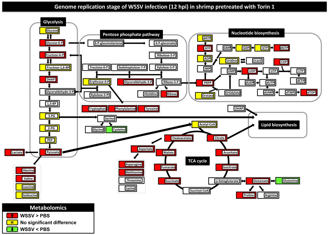Pretreatment with Torin 1 inhibited the WSSV-induced Warburg effect at the genome replication stage of WSSV infection (12 hpi) in shrimp hemocytes.