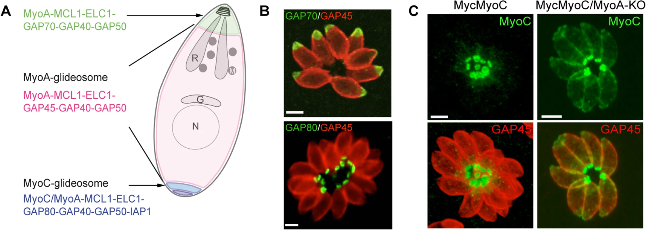 A. Schematic representation of a <i>T</i>. <i>gondii</i> tachyzoite highlighting the localization and composition of the three glideosomes.