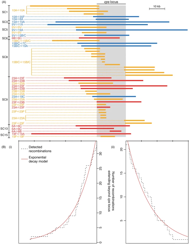 Extent of recombinations affecting the <i>cps</i> locus.