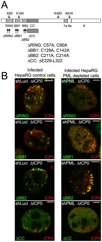 Most TRIM mutants of PML are defective in recruitment to sites associated with HSV-1 genomes.