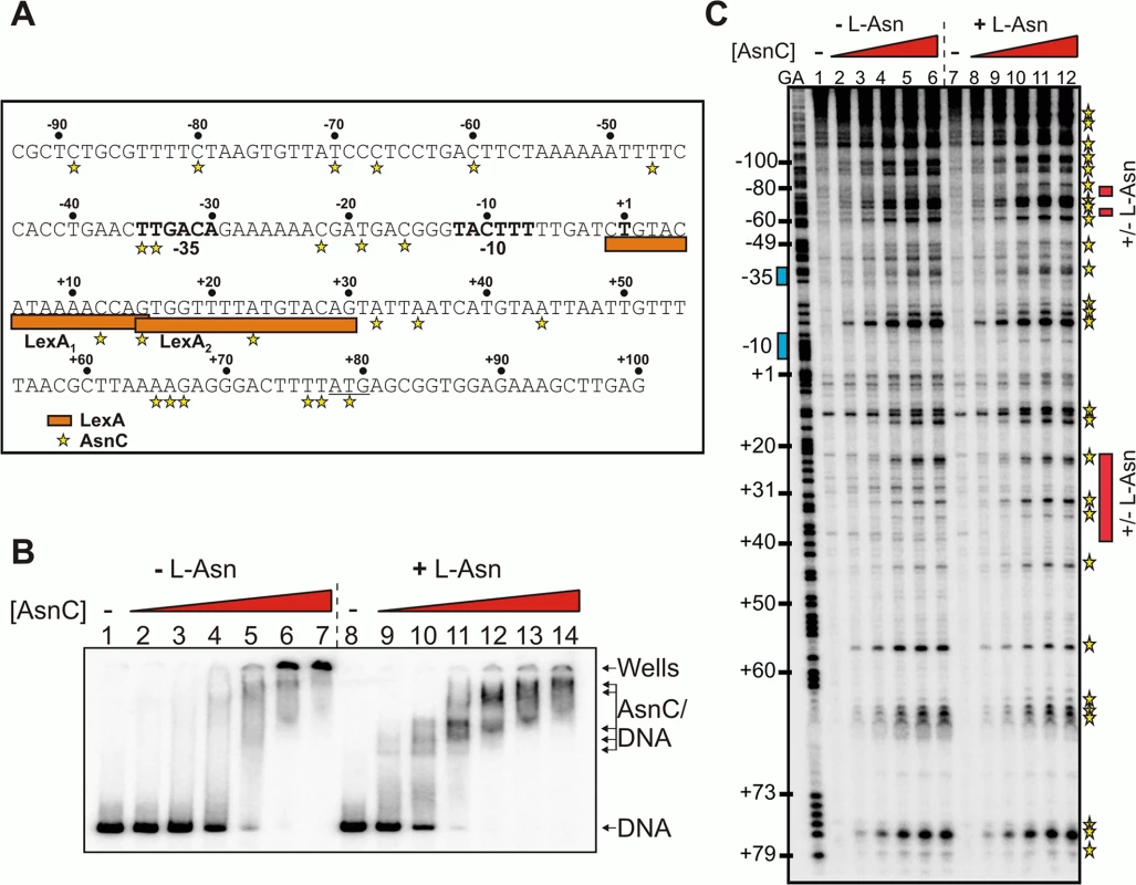 Binding of AsnC protein to <i>cea8</i> is altered by L-asparagine.