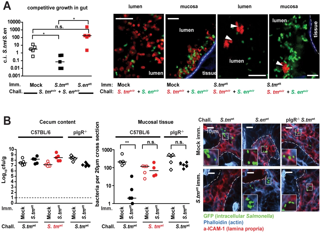 Immunization elicits O-antigen specific sIgA which retards pathogen growth and restricts mucosal access.