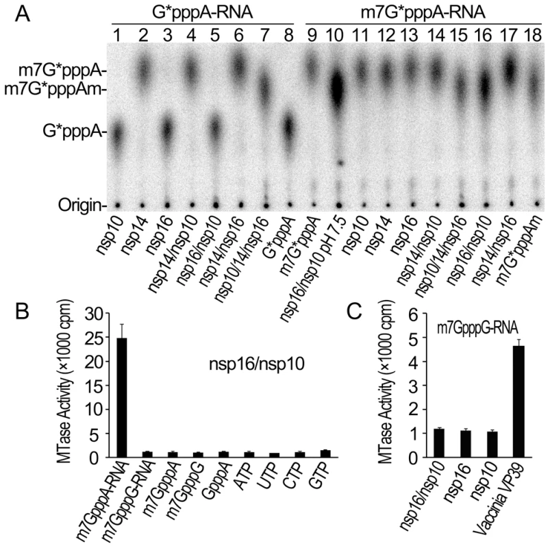 Biochemical analyses of the MTase activities of SARS-CoV nsp14, nsp16 and nsp10.