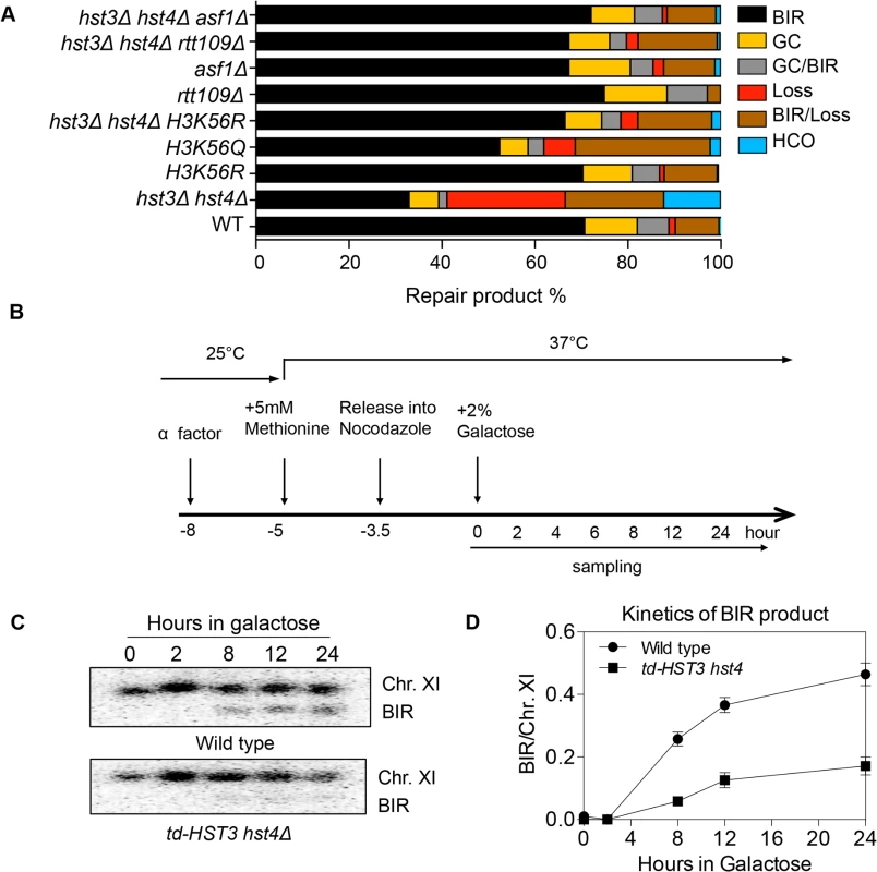 Hyper-acetylation of H3K56 causes BIR defects.