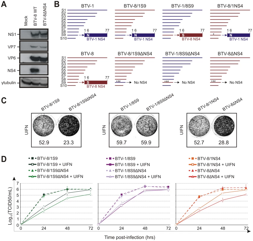 The NS4 of BTV-1 displays similar biological properties to the homologous BTV-8 protein.
