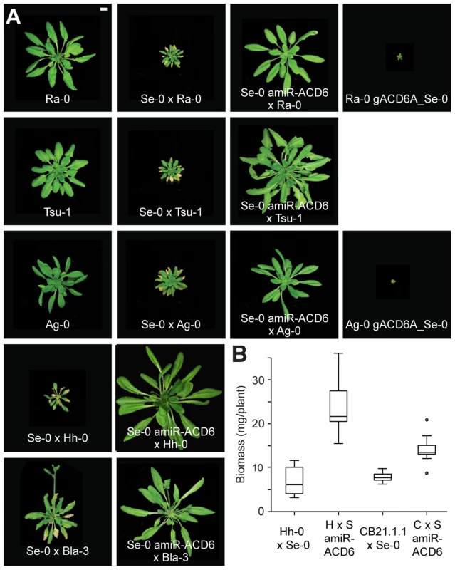 Lesions and reduced biomass in different hybrids.