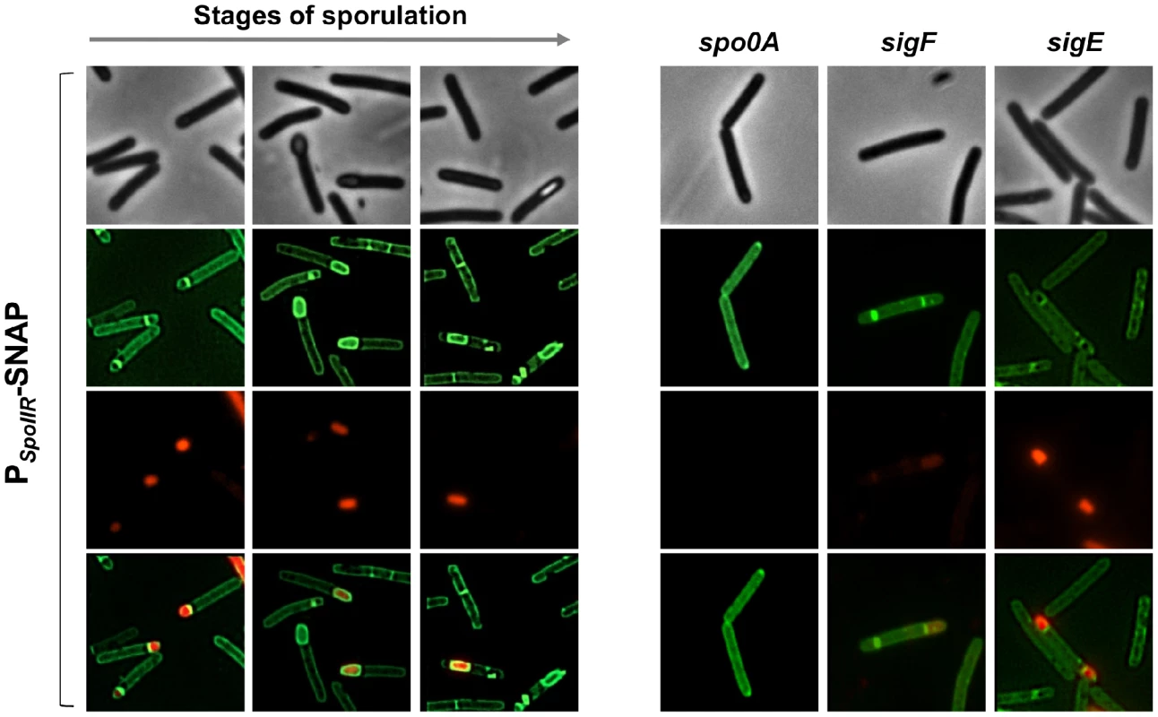 Fluorescence of a P<i>spoIIR</i>-SNAP fusion in strain 630Δerm and in a <i>spo0A</i>, <i>sigF</i> or <i>sigE</i> mutant.