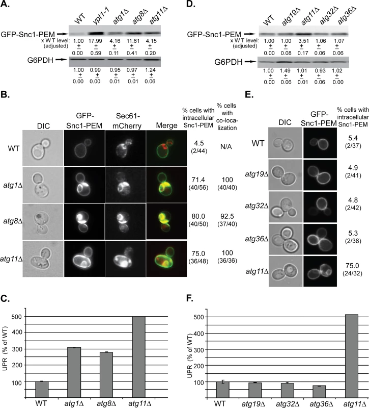 The general Atgs Atg1 and Atg8 and the selective Atg Atg11, but not other selective Atgs, are required for macro-ER-phagy.