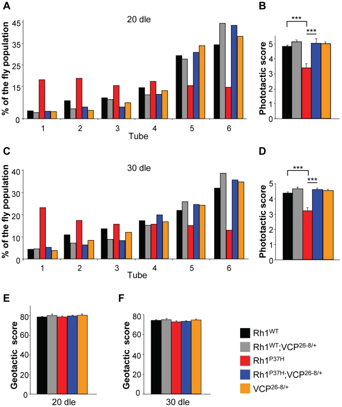 Altered phototaxis in <i>Rh1<sup>P37H</sup></i>-expressing flies is rescued by <i>VCP</i> loss-of-function allele.