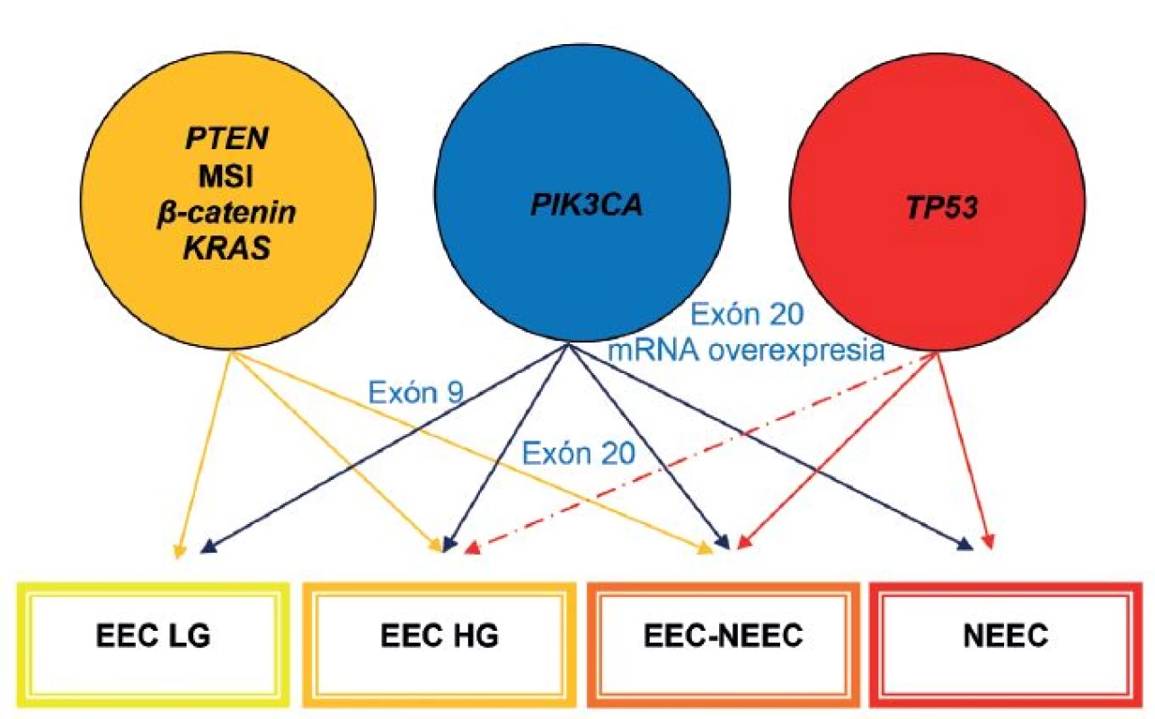 Mikrosatelitná instabilita (MSI), mutácie <i>PTEN</i>, <i>PIK3CA</i>, <i>KRAS</i>, <i>CTNNB1</i> (beta-catenin) a <i>p53</i> sú najčastejšie molekulové genetické alterácie v endometriálnych karcinómoch. EEC – endometroidný endometriálny karcinóm; LG – low-grade; HG – high-grade; NEEC – ne-endometroidný endometriálny karcinóm. Upravené podľa Matias-Guiu et Prat (1).