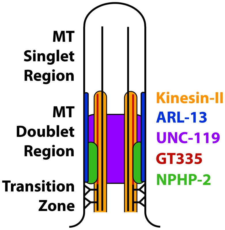 Model of the composition of the proximal cilium.