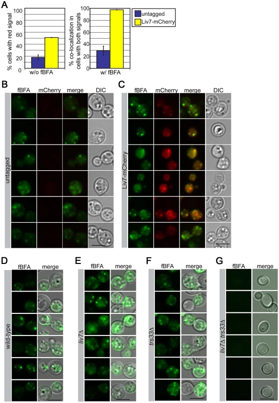 Liv7 localizes to the ER/Golgi in <i>C. neoformans</i>.