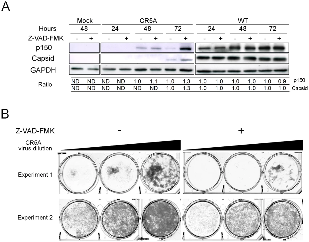 Vero cells that were infected with the CR5A mutant or wild type RV were treated with DMSO (-) or Z-VAD-FMK (50 µM) every day for up to 3 days.