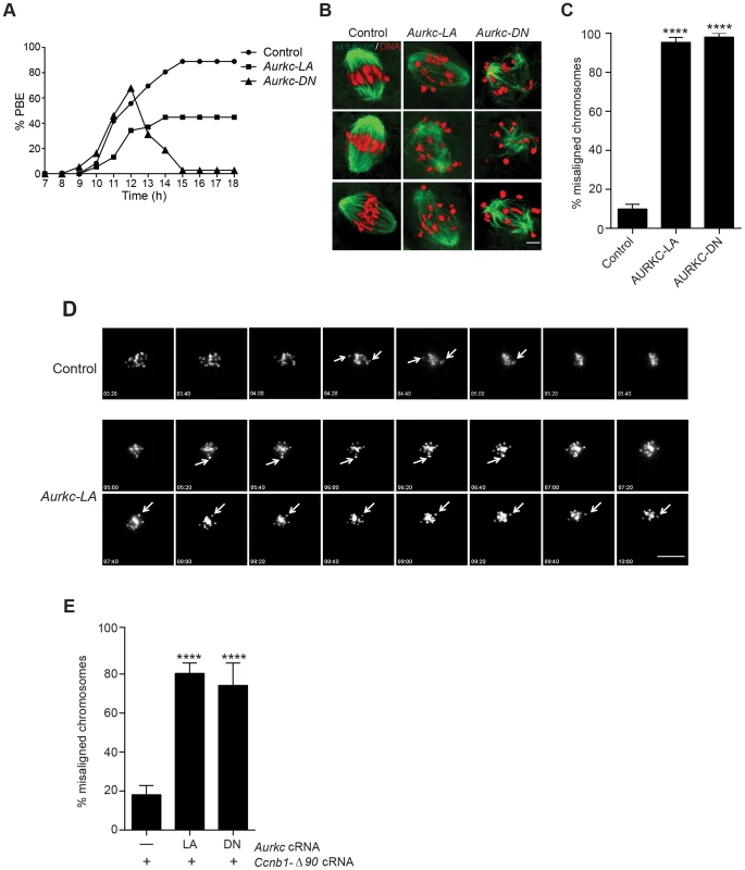 Meiotic progression to Met II and chromosome alignment at Met I requires AURKC.