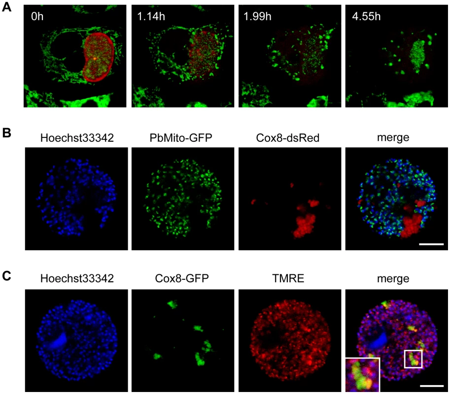 Host cell mitochondria disintegrate shortly after PVM breakdown.