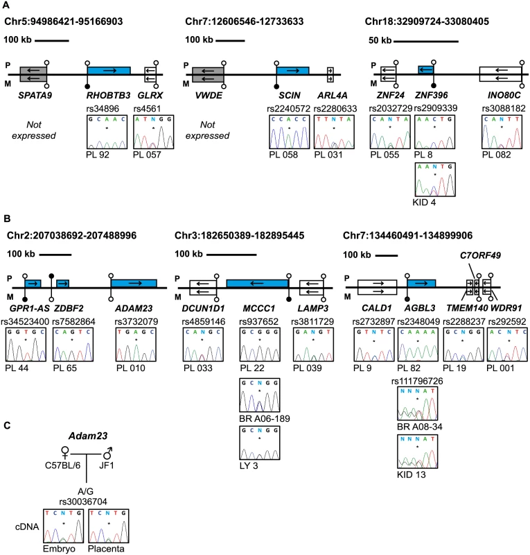 Allele-specific RT-PCR analysis of candidate placenta-specific imprinted genes.