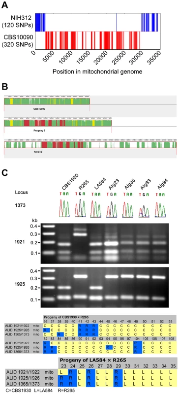 Mitochondrial recombination occurs in <i>C. gattii</i> crosses.