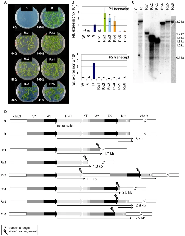 Sequence rearrangements after mutagenesis cause transcriptional activation of the silent epiallele.