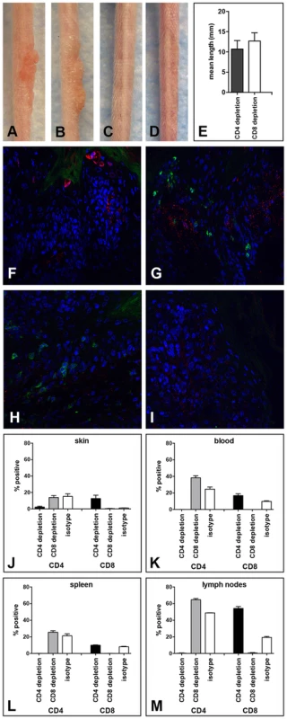 Papilloma formation can be observed in CD4- or CD8-depleted Cr:ORL SENCAR mice.