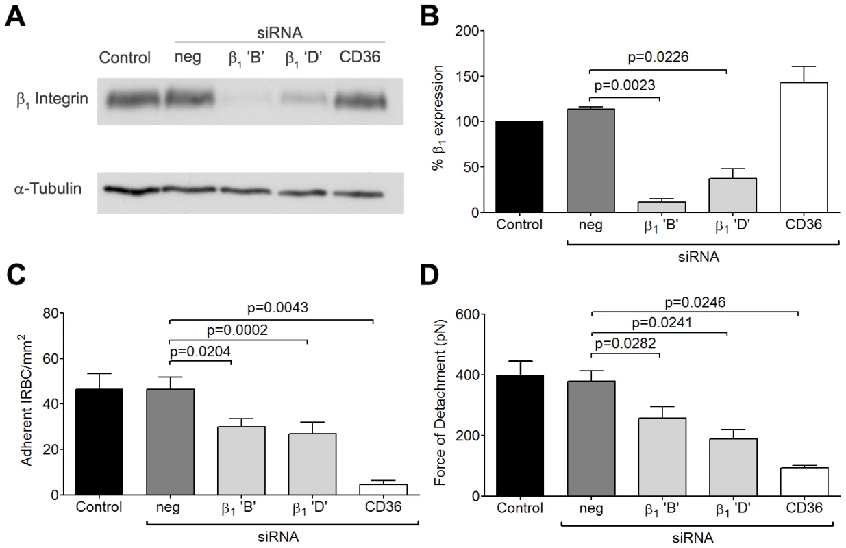 Inhibition of cytoadherence and adhesive strength on HDMEC transfected with small interference RNA of β<sub>1</sub> integrin.