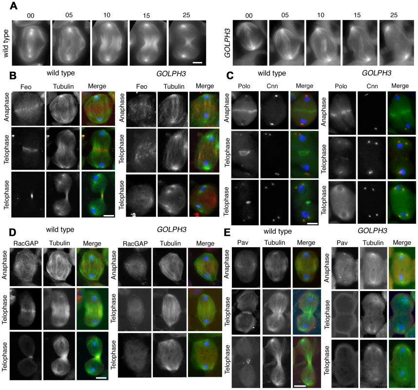 GOLPH3 is required for central spindle assembly and localization of the centralspindlin components at the cell midzone.