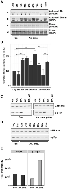 MPK10 activity is enhanced during axenic amastigote differentiation.