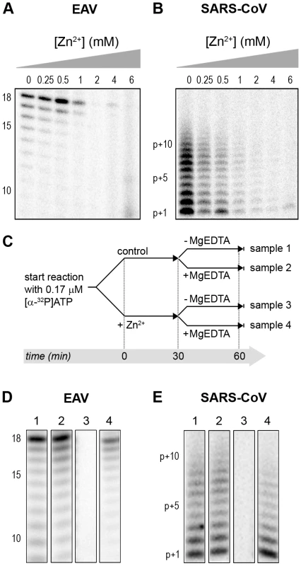 The activity of the RdRps of EAV and SARS-CoV is reversibly inhibited by Zn<sup>2+</sup>.