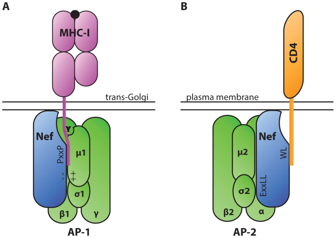 Diagrammatic representation of HIV-1 Nef serving as an adaptor of clathrin adaptor proteins in cellular trafficking pathways.