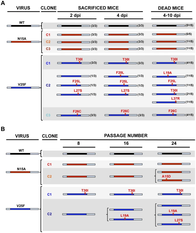 Stability of rSARS-CoV-EIC<sup>−</sup> after serial infections.