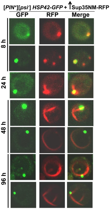 Sup35 aggregates initially appear near the vacuole, from which short lines extend to the periphery to form rings.