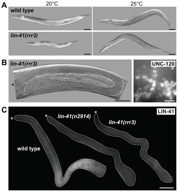 LIN-41 controls the germline-to-soma transition autonomously in the germline.