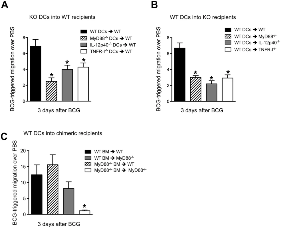 BCG-triggered migration of transferred BMDCs requires DC-intrinsic and -extrinsic expression of MyD88.