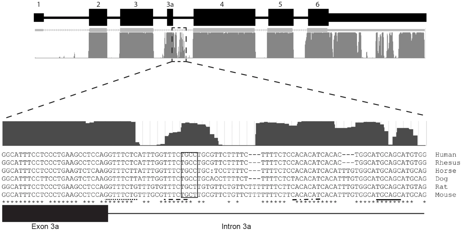 The intronic sequence immediately 3′ of exon 3a is highly conserved.
