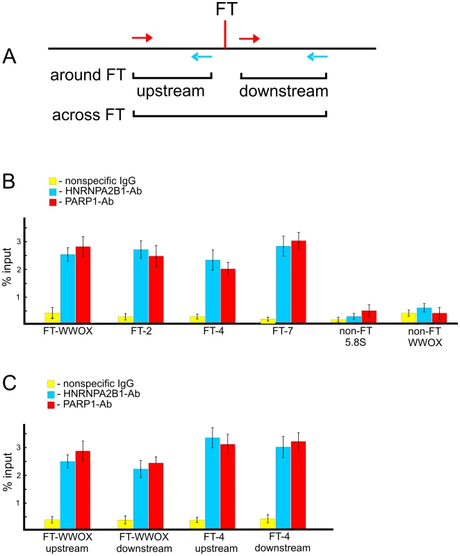 ChIP experiments using antibodies to PARP1 or to HNRNPA2B1.