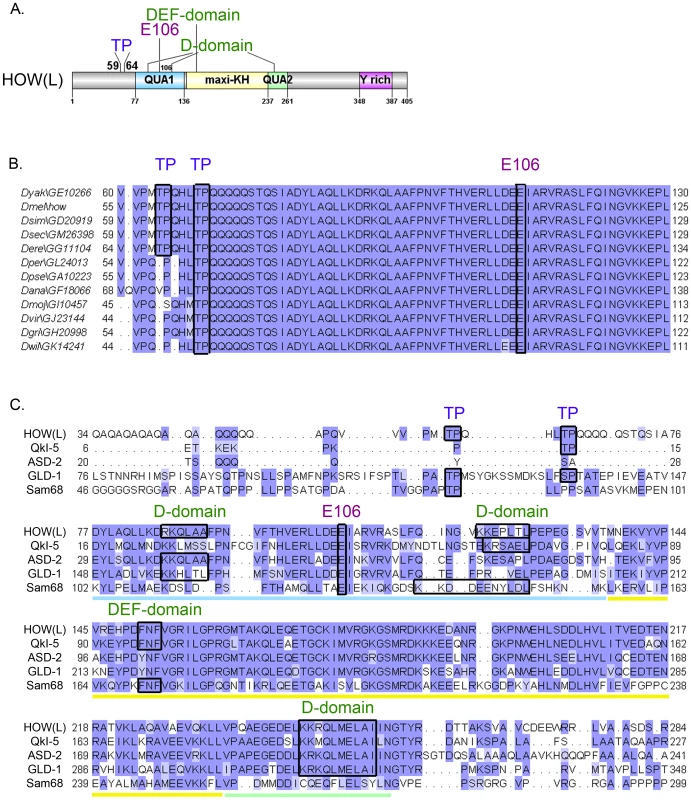 HOW possesses conserved MAPK/ERK consensus phospho-acceptor sites and docking domains.