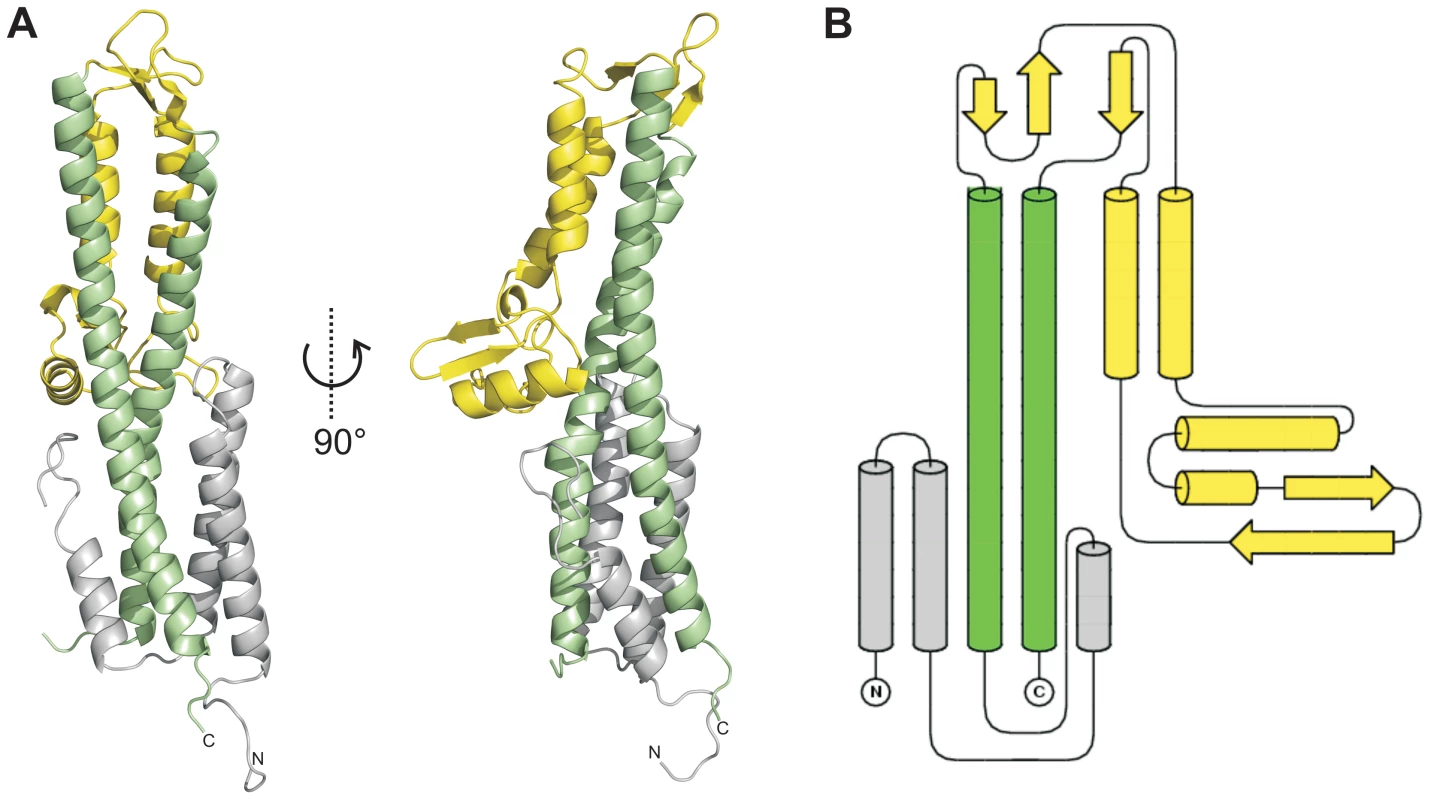 Crystal structure of SipD.